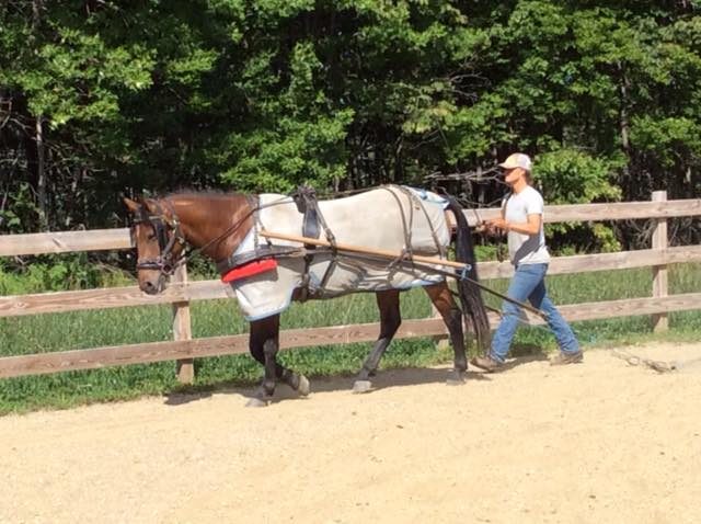Maya Dobush trains horses to pull a carriage or sleigh